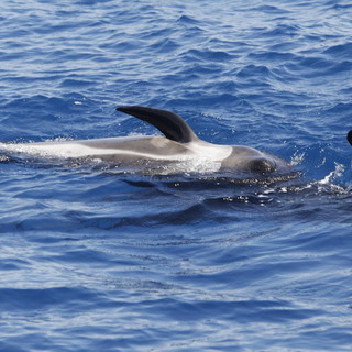 Tutti a cercare balene e delfini con i ricercatori: una eccellenza della Green Economy italiana