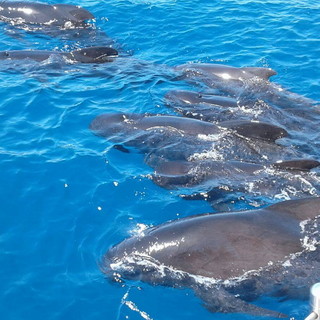 Santuario dei Cetacei 'Pelagos': le immagini di enormi delfini neri vicini alle imbarcazioni da ricerca Santuario dei Cetacei 'Pelagos': le immagini di enormi delfini neri vicini alle imbarcazioni da ricerca