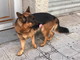 Sanremo: cane pastore tedesco avvistato solo in via Nino Bixio, l'appello di una lettrice Sanremo: cane pastore tedesco avvistato solo in via Nino Bixio, l'appello di una lettrice