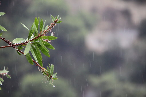Maltempo in provincia: nell’entroterra sono caduti in media quasi 40 mm di pioggia, meno sulla costa. Torrenti stabilmente sotto il livello di guardia