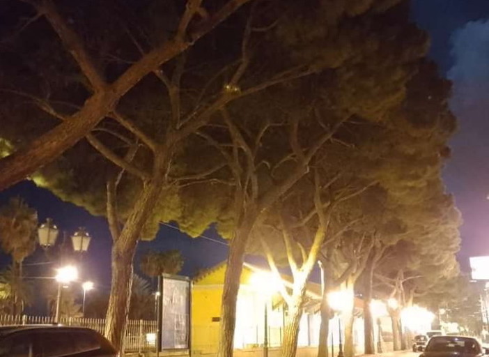 Sanremo: intervento ai pini di via Bixio vicino all'ex stazione, il Comitato Pat scrive al Comune Sanremo: intervento ai pini di via Bixio vicino all'ex stazione, il Comitato Pat scrive al Comune