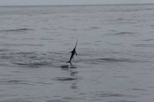 Un pesce spada schizza fuori dall'acqua durante una visita al Santuario dei Cetacei' (Foto)