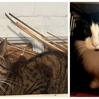 Due gattini cercano un'adozione dopo la scomparsa della loro padrona: l'appello via whatsapp (Foto)