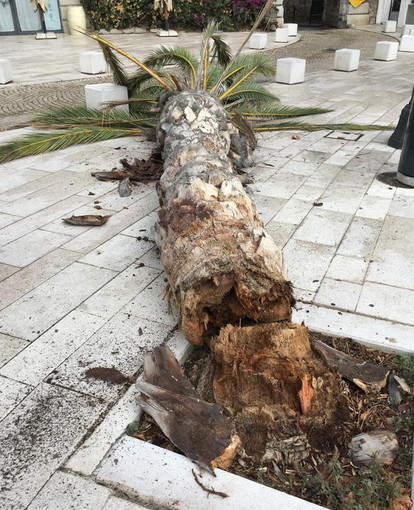Ventimiglia: palma pericolante a 'Porta Nizza', il Sindaco Scullino la 'abbatte' per ragioni di sicurezza (Foto) Ventimiglia: palma pericolante a 'Porta Nizza', il Sindaco Scullino la 'abbatte' per ragioni di sicurezza (Foto)
