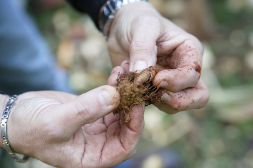 Ventimiglia: 20 palme infestate dal 'Punteruolo Rosso', si allarga l'allarme nella città di confine