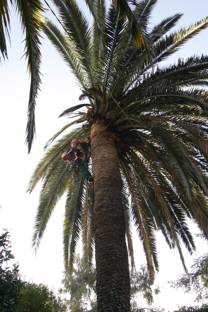 Vallecrosia: due palme infestate dal 'Punteruolo Rosso', il Comune decide per l'abbatimento