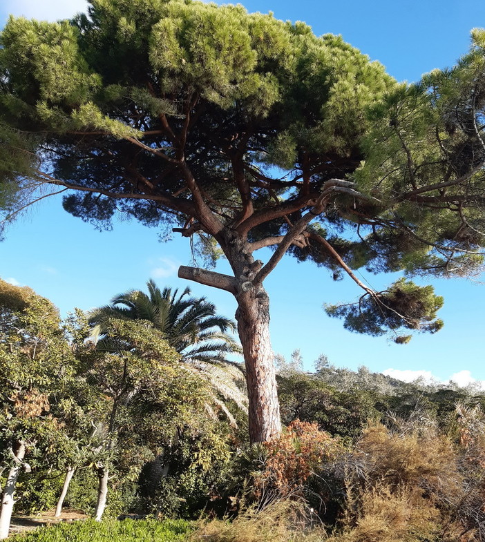 La Lipu sugli alberi di Sanremo forse avvelenati scrive al Comune: "Serve un’indagine immediata” La Lipu sugli alberi di Sanremo forse avvelenati scrive al Comune: "Serve un’indagine immediata”