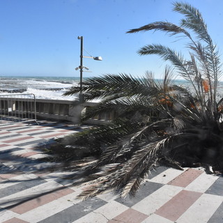 Sanremo: grossa palma di corso Imperatrice si abbatte sulla passeggiata a mare (Foto) Sanremo: grossa palma di corso Imperatrice si abbatte sulla passeggiata a mare (Foto)