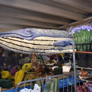 Sanremo: è la giornata dei carri fioriti, tutto pronto per la sfilata, alle 10.30 collegamento in diretta su Sanremo News (Foto e Video)