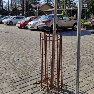 Bordighera: dibattito ‘Ginkgo Biloba’ in piazza della Stazione ieri in Consiglio, le nuove protezioni le aiuteranno? (Foto)