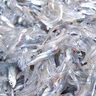 Regione: è stato dato il via libera in tutta la Liguria alla 'pesca del Rossetto'