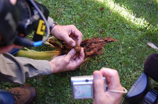 Sabato prossimo a Sanremo organizzato da Cna un approfondimento sul tema del Punteruolo Rosso