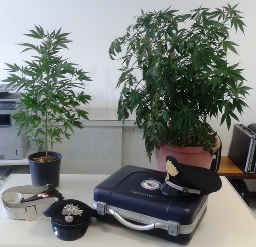 Santo Stefano al Mare: i Carabinieri denunciano 51enne che coltivava cannabis indica in casa