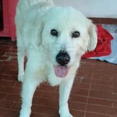 Paloma: al canile di Sanremo è arrivata la nonnina dal cuore d’oro che cerca casa