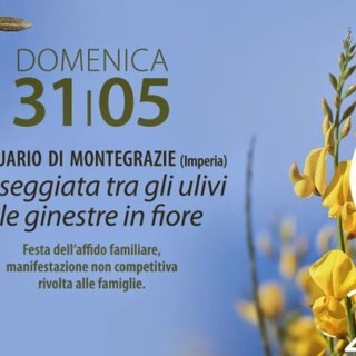 Imperia: domenica 31 maggio passeggiata tra gli ulivi e le ginestre in fiore organizzata da A.p.F. Onlus
