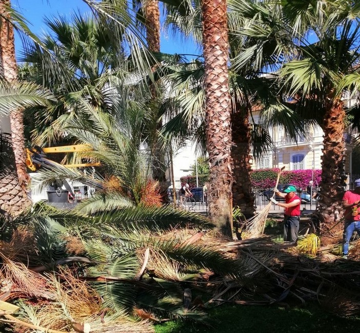 Sanremo: potatura di pini e palme tra ieri ed oggi, piantate tre nuove palme in via Barabino (Foto)