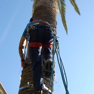 Sanremo: piante e giardini in città, un nostro lettore "Perchè solo palme?"