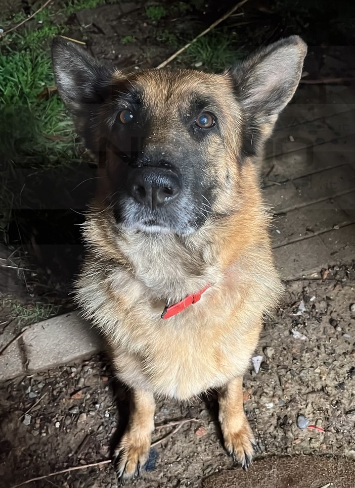 Sanremo: si è allontanato ieri mattina da Valle Armea 'Iona', l'appello dei proprietari (Foto)