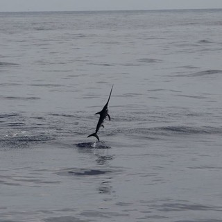 Un pesce spada schizza fuori dall'acqua durante una visita al Santuario dei Cetacei' (Foto) Un pesce spada schizza fuori dall'acqua durante una visita al Santuario dei Cetacei' (Foto)
