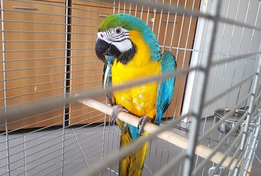 Trovato a Sanremo un pappagallo 'ara ararauna': preso in consegna dai Carabinieri Forestali