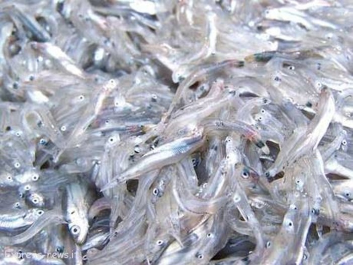 Regione: è stato dato il via libera in tutta la Liguria alla 'pesca del Rossetto'