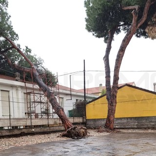 Arma di Taggia: pino marittimo privato crolla sulla scuola dell'infanzia che deve essere ricostruita