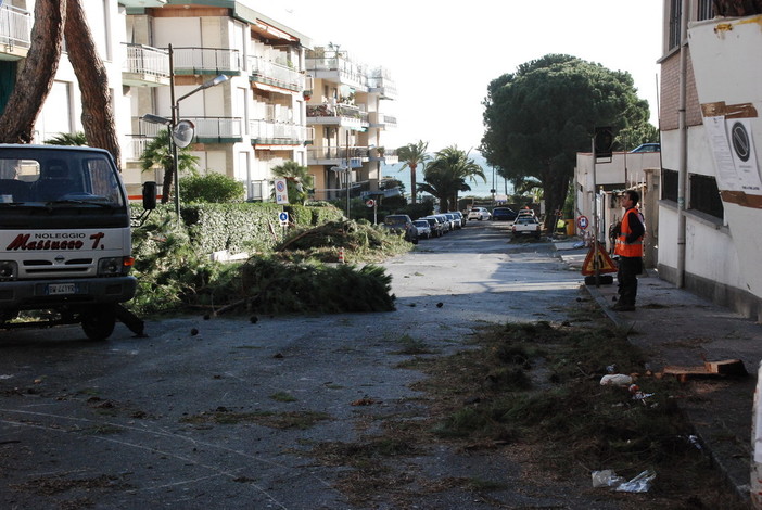 Sanremo: potatura dei pini in via Barabino, la soddisfazione di Massimiliano Moroni