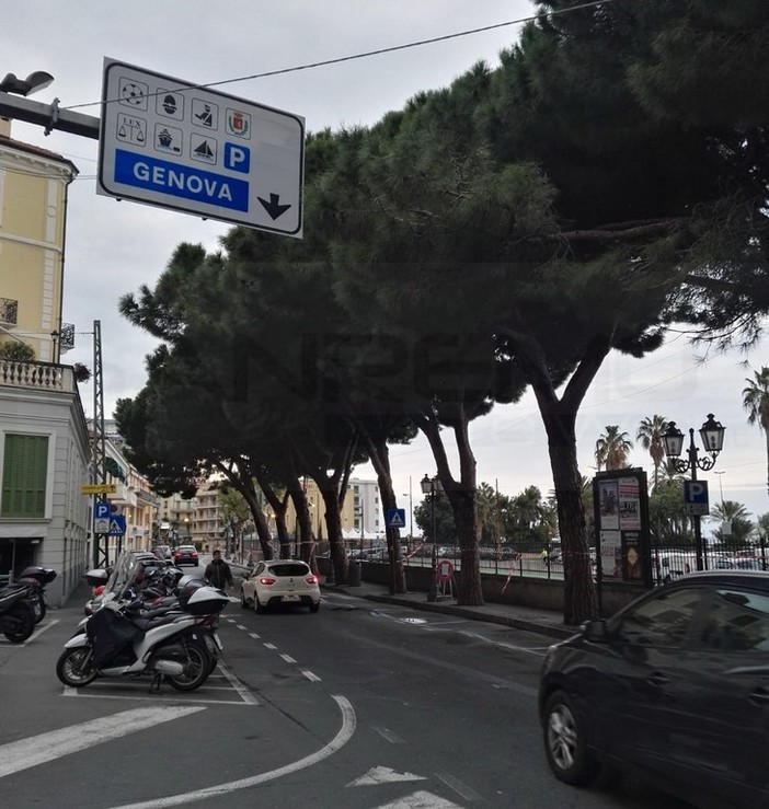 Sanremo: dopo l'approvazione dello stanziamento in Consiglio partita la potatura degli alberi a rischio (Foto) Sanremo: dopo l'approvazione dello stanziamento in Consiglio partita la potatura degli alberi a rischio (Foto)