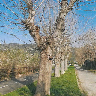 Taggia: Pioppi a rischio crollo vicino alla ciclabile sull'argine sinistro dell'Argentina, devono essere abbattuti (Foto) Taggia: Pioppi a rischio crollo vicino alla ciclabile sull'argine sinistro dell'Argentina, devono essere abbattuti (Foto)