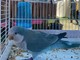 Sanremo: è stato trovato in poche ore il proprietario del pappagallo parrocchetto 'Gino'