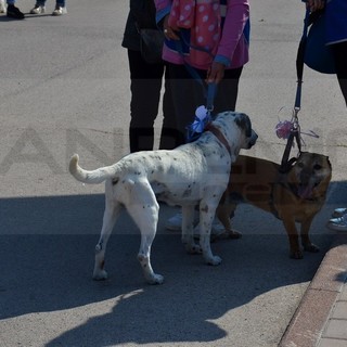 Imperia: al via sabato la prima edizione di “Zampetta felice”, passeggiata per gli animali e i loro amici