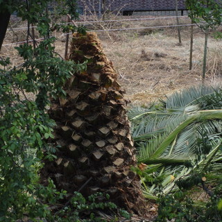 Sanremo: un lettore 'denuncia' una potatura drastica di due palme sanissime e rigogliose nel 'Ricovero Borea'