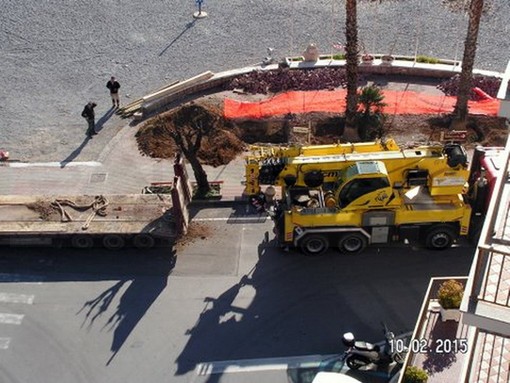 Vallecrosia: le tre palme della discordia accendono il dibattito in città. E consigliere Quesada attacca “Altro scempio della Giunta Giordano”