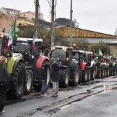 Sanremo: dopo i lombardi arrivati anche gli agricoltori piemontesi, per ora sono in Valle Armea (Foto e Video) Sanremo: dopo i lombardi arrivati anche gli agricoltori piemontesi, per ora sono in Valle Armea (Foto e Video)