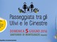 Aperte iscrizioni alla sesta edizione della Passeggiata tra gli Ulivi e le Ginestre in Fiore del 5 giugno