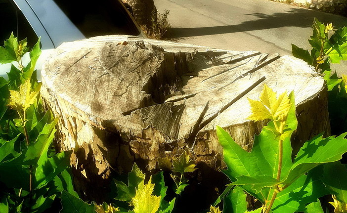 Pieve di Teco: emergenza idrica e cura della vegetazione urbana, alcune riflessioni di Alberto Gabrielli Pieve di Teco: emergenza idrica e cura della vegetazione urbana, alcune riflessioni di Alberto Gabrielli