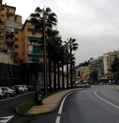 Sanremo: nuovo lavoro di potatura da parte del Comune, sistemate le palme di via Pietro Agosti (Foto) Sanremo: nuovo lavoro di potatura da parte del Comune, sistemate le palme di via Pietro Agosti (Foto)