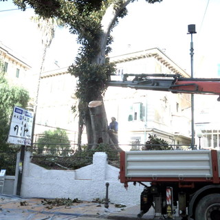 Bordighera: lavoro richiesto da RFI, tra il 28 e 30 aprile la potatura del Ficus vicino allo Zeni