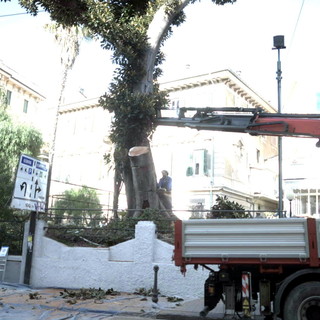 Sanremo: rischiava di cadere il ficus gemello di quello crollato in via Roma nel 2018, intervento di potatura (Foto)