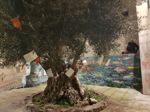Sanremo: sotto l'ulivo di piazza Santa Brigida nella Pigna crescono le... poesie, da ieri si possono 'raccogliere' (Foto) Sanremo: sotto l'ulivo di piazza Santa Brigida nella Pigna crescono le... poesie, da ieri si possono 'raccogliere' (Foto)