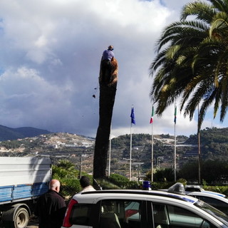 Taggia: palma colpita dal Punteruolo Rosso vicino al Comune, questa mattina intervento dei giardinieri Taggia: palma colpita dal Punteruolo Rosso vicino al Comune, questa mattina intervento dei giardinieri