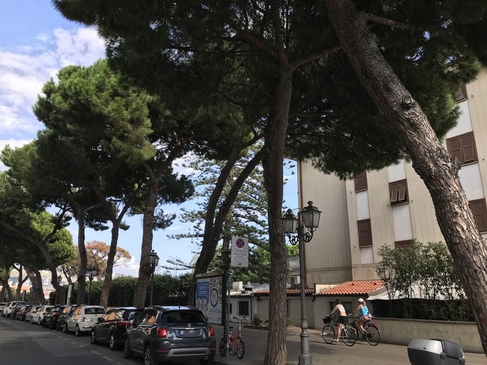 I pini di via Nino Bixio