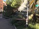 Sanremo: un pino cade all'interno del parco delle Carmelitane, vento forte anche oggi e piante in pericolo (Foto)