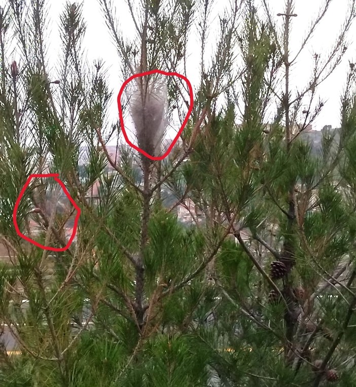 Sanremo: il comitato PAT segnala la presenza di processionaria tra strada degli Olandesi e strada San Pietro (Foto) Sanremo: il comitato PAT segnala la presenza di processionaria tra strada degli Olandesi e strada San Pietro (Foto)