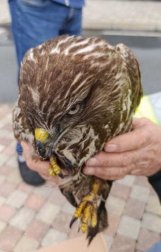 Ventimiglia, soccorso della fauna selvatica: poiana ferita salvata da Ambulanze Veterinarie