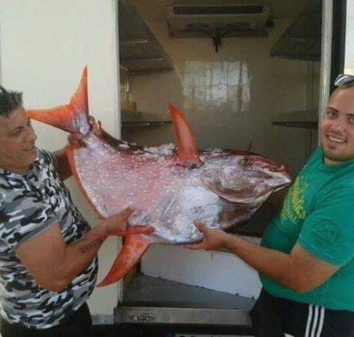 Sanremo: un raro e inconsueto pesce re, del peso di 38 kg, catturato al largo delle acque cittadine Sanremo: un raro e inconsueto pesce re, del peso di 38 kg, catturato al largo delle acque cittadine