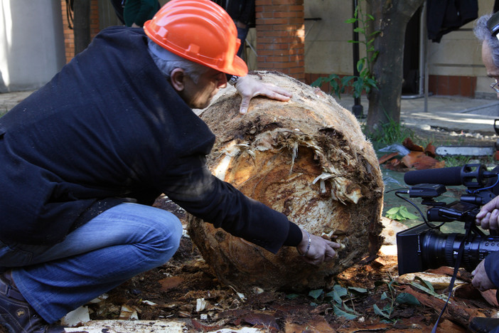 Bordighera: lotta al punteruolo rosso, il circolo del PD "Il Ministero dell'Agricoltura manterrà alta l'attenzione"