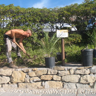 Bordighera: piantate ieri 20 palme coltivate nel vivaio della 'Cumpagnia da Parmura' (Foto) Bordighera: piantate ieri 20 palme coltivate nel vivaio della 'Cumpagnia da Parmura' (Foto)