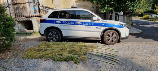 Sanremo: tagliano le palme di Parco Marsaglia nel giorno di San Romolo, scoperti e denunciati (Foto)