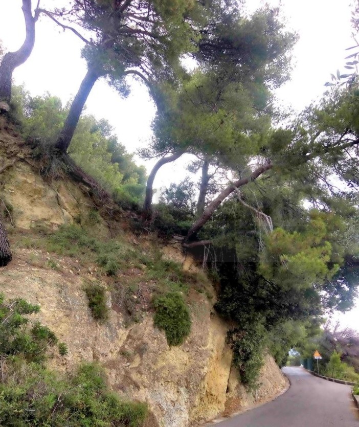 Sanremo: pini marittimi in bilico sulla strada per Bussana, i residenti chiedono un intervento (Foto)